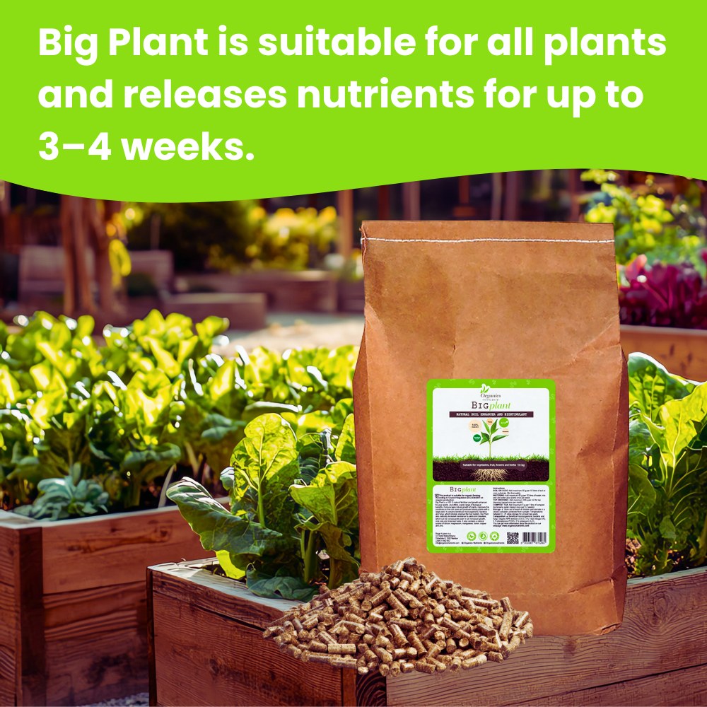 Big Plant Inhaltsstoffe
