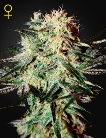 Arjan´s Strawberry Haze- Green House Seed company