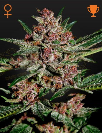 Bubba Kush- Green House Seed Company