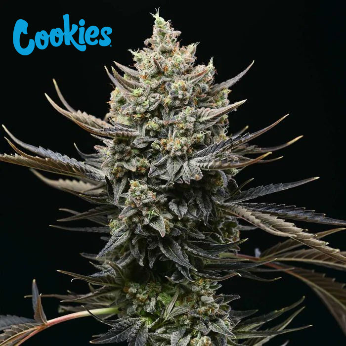 Cookies Corn Syrup feminisierte Hanfsamen – Original Seed Pack