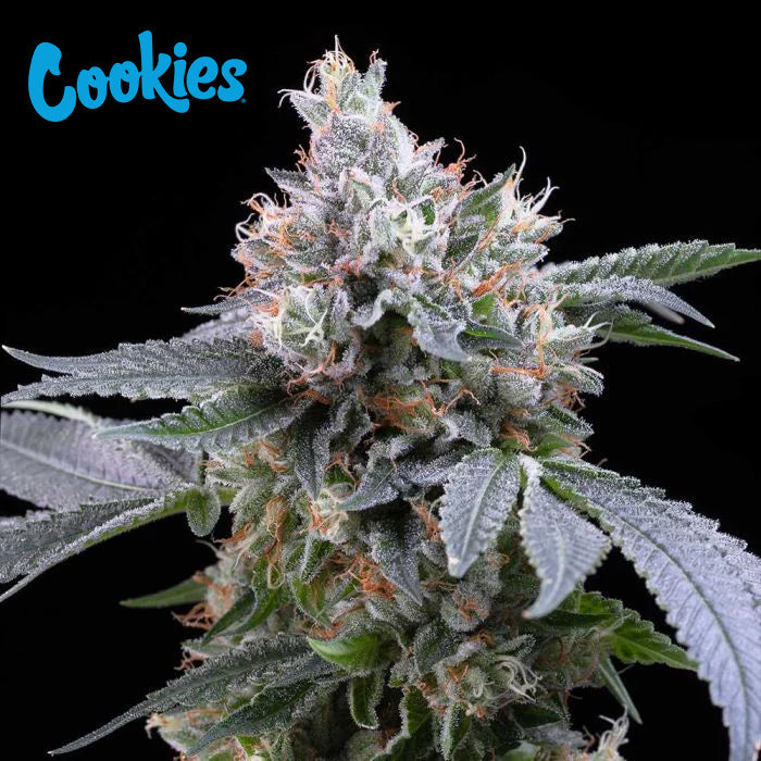 Cookies Dirty Diana feminisierte Hanfsamen – Original Seed Pack