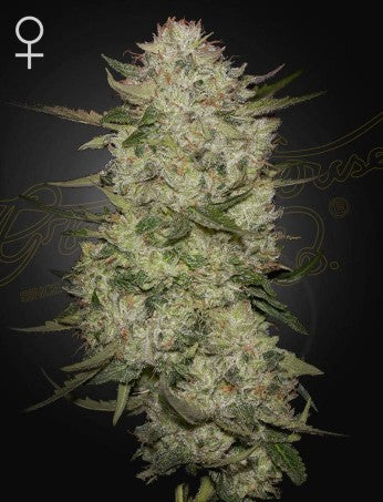 Highcloudz Auto- Green House Seed Company