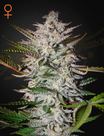 Holy Punch- Green House Seed Company