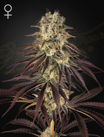 Kong´s Krush- Green House Seed Company
