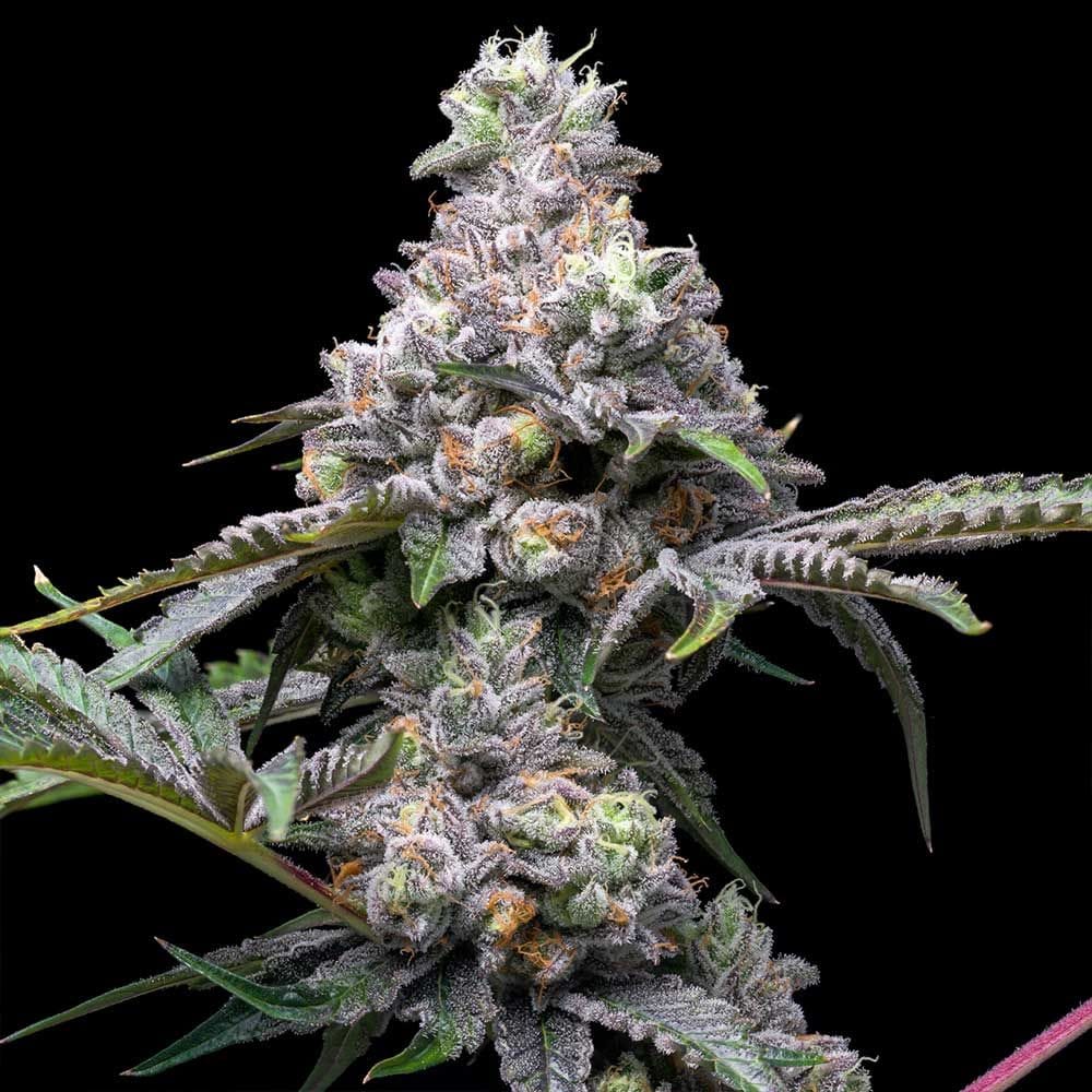 Cookies Papaya x Hollywood feminisierte Hanfsamen – Original Seed Pack