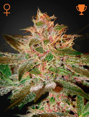 Pure Kush- Green House Seed Company
