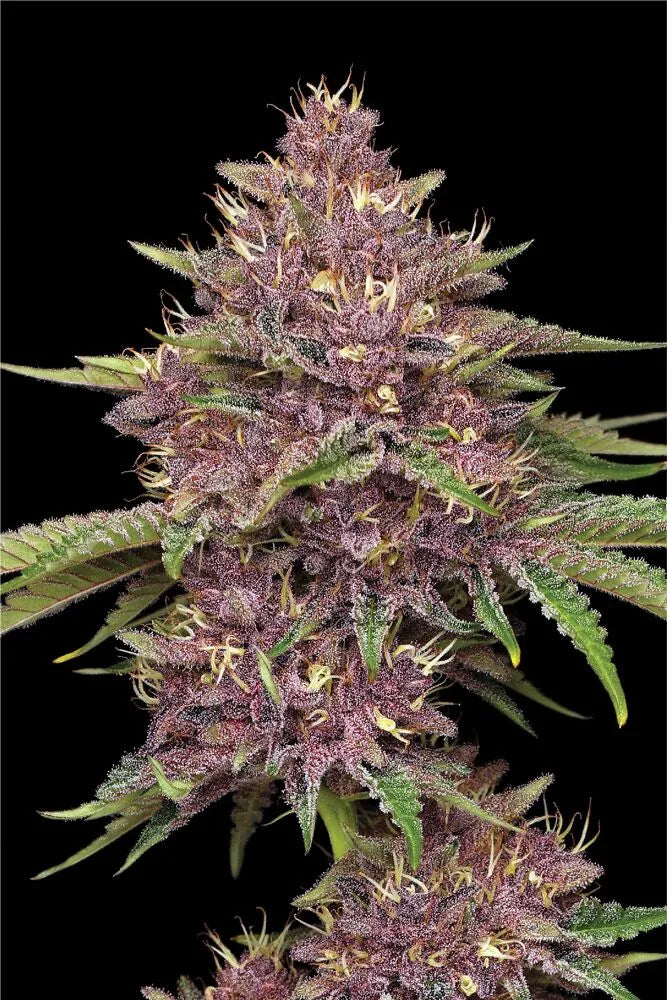 Purpz