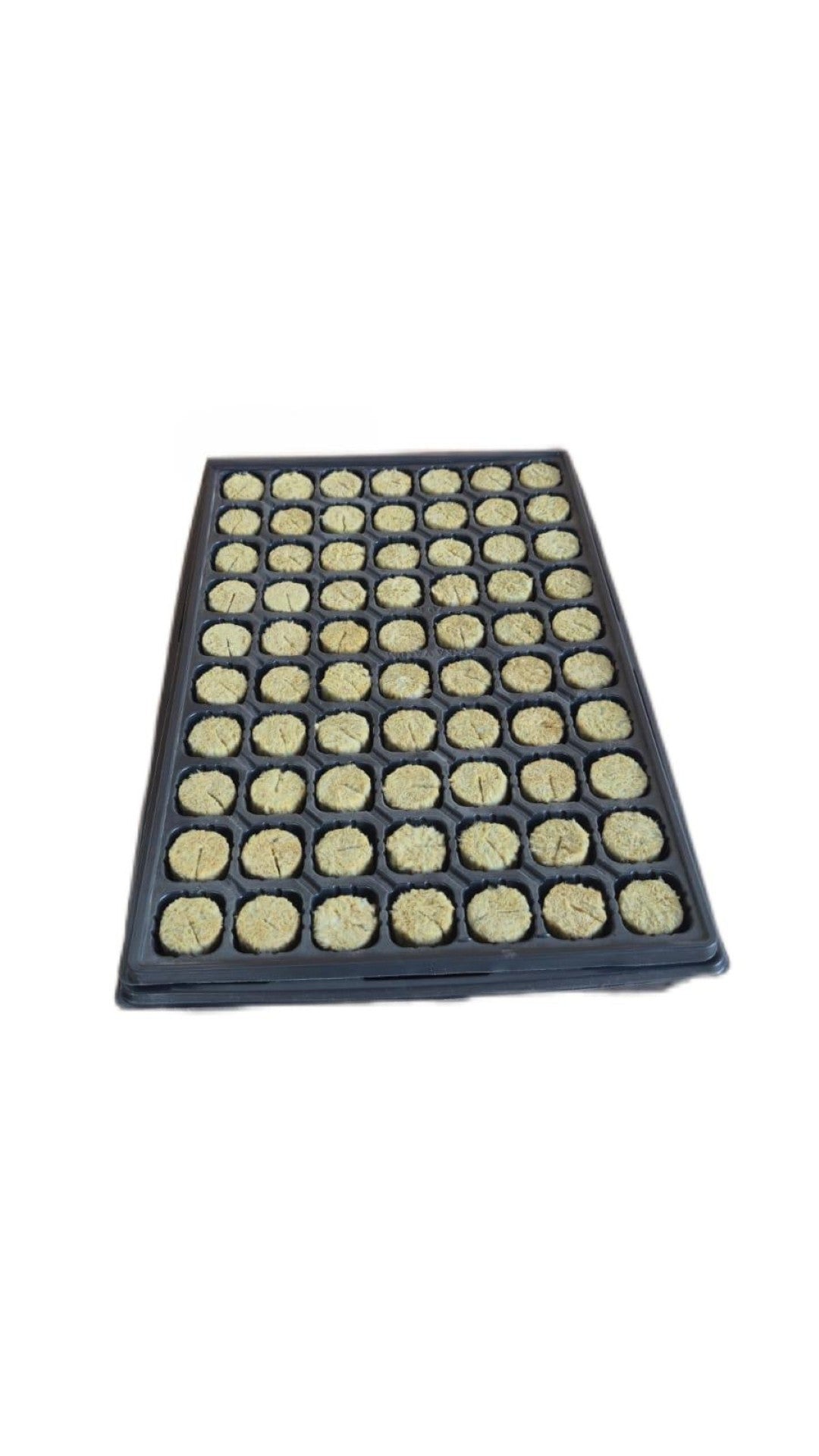 Begrow® Anzuchtplug 36 x 40 mm im Anzuchttray, 70 Stk.