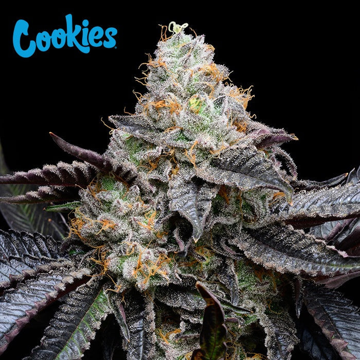 Cookies Blueberry Bubble Gum feminisierte Hanfsamen – Original Seed Pack
