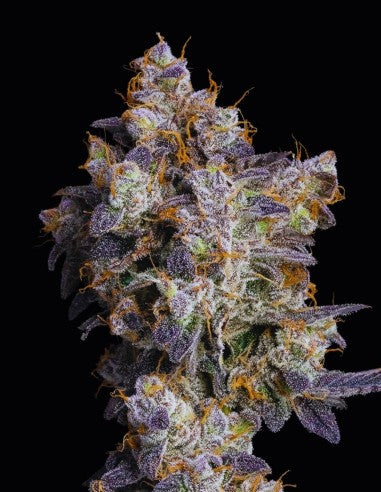 Cookies Cherry Zelato feminisierte Hanfsamen – Original Seed Pack