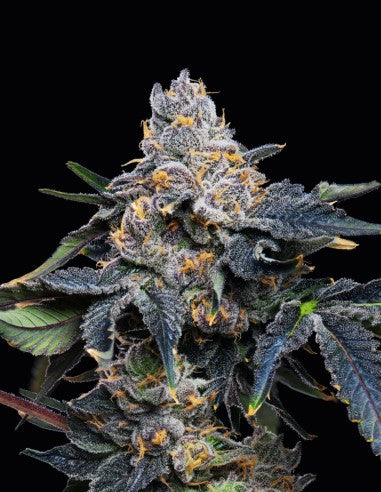 Cookies Grape Z x Hollywood feminisierte Hanfsamen – Original Seed Pack