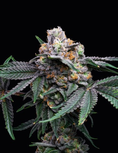 Cookies Mango Z x Hollywood feminisierte Hanfsamen – Original Seed Pack