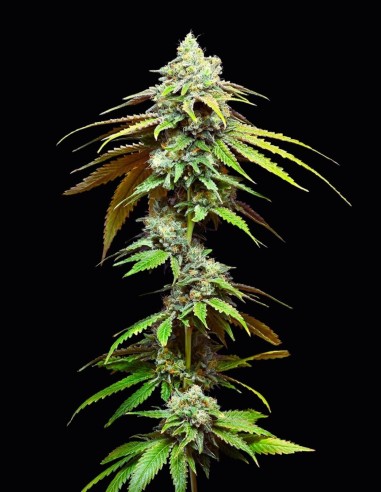 Cookies Motor City feminisierte Hanfsamen – Original Seed Pack