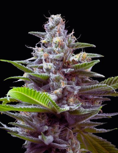 Cookies Murder Hornet feminisierte Hanfsamen – Original Seed Pack