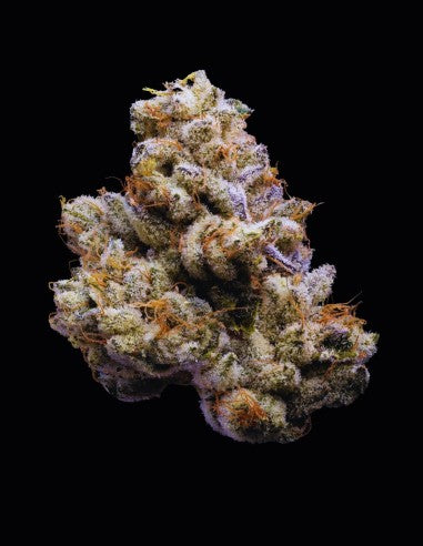 Lemonnade Orange Cake feminisierte Hanfsamen – Original Seed Pack