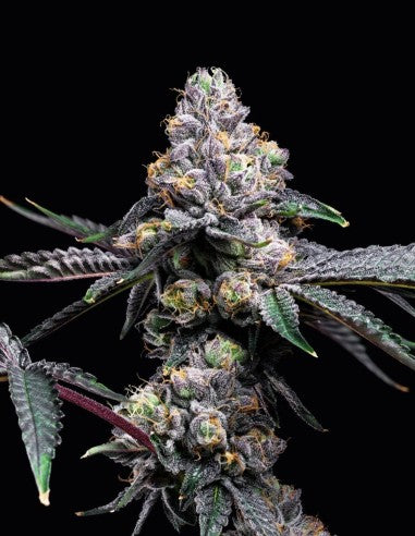 Cookies Sunset Sherb x Hollywood feminisierte Hanfsamen – Original Seed Pack