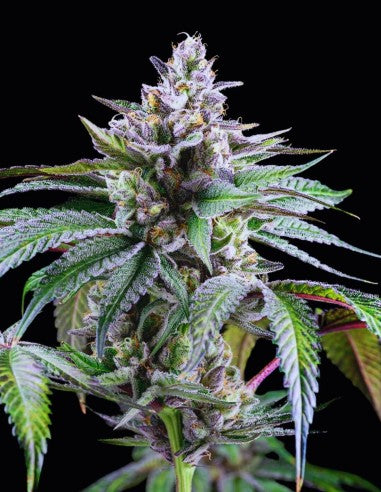 Cookies Sunsetz feminisierte Hanfsamen – Original Seed Pack