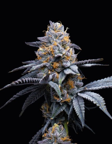 Cookies Trop Cookies x Hollywood feminisierte Hanfsamen – Original Seed Pack