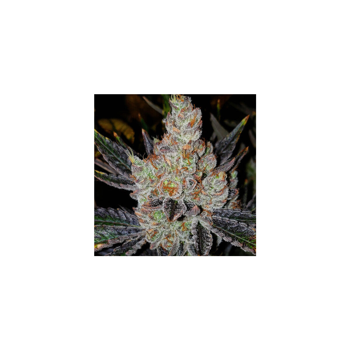 10th Planet R1 - Ethos feminisiert 5er Pack