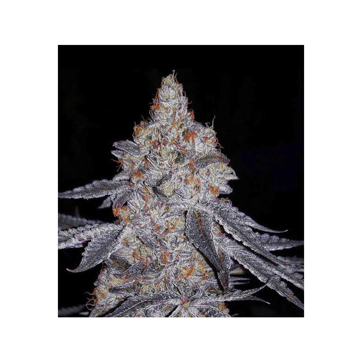 Banana Daddy R1 - Ethos feminisiert 5er Pack