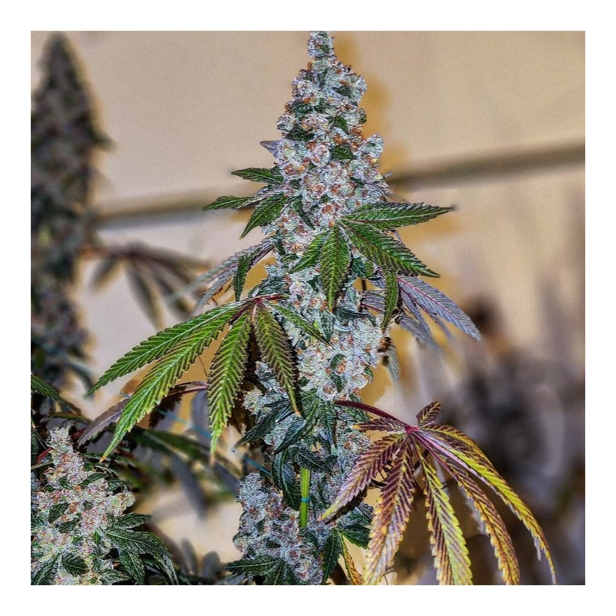 Cherry Pie OG S1 - Ethos feminisiert 5er Pack