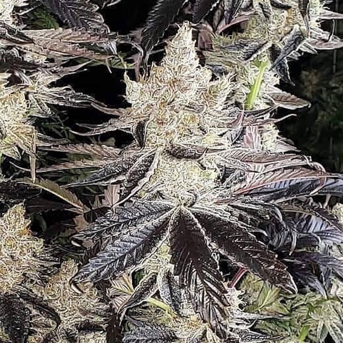 Cookies R2 - Ethos feminisiert 5er Pack