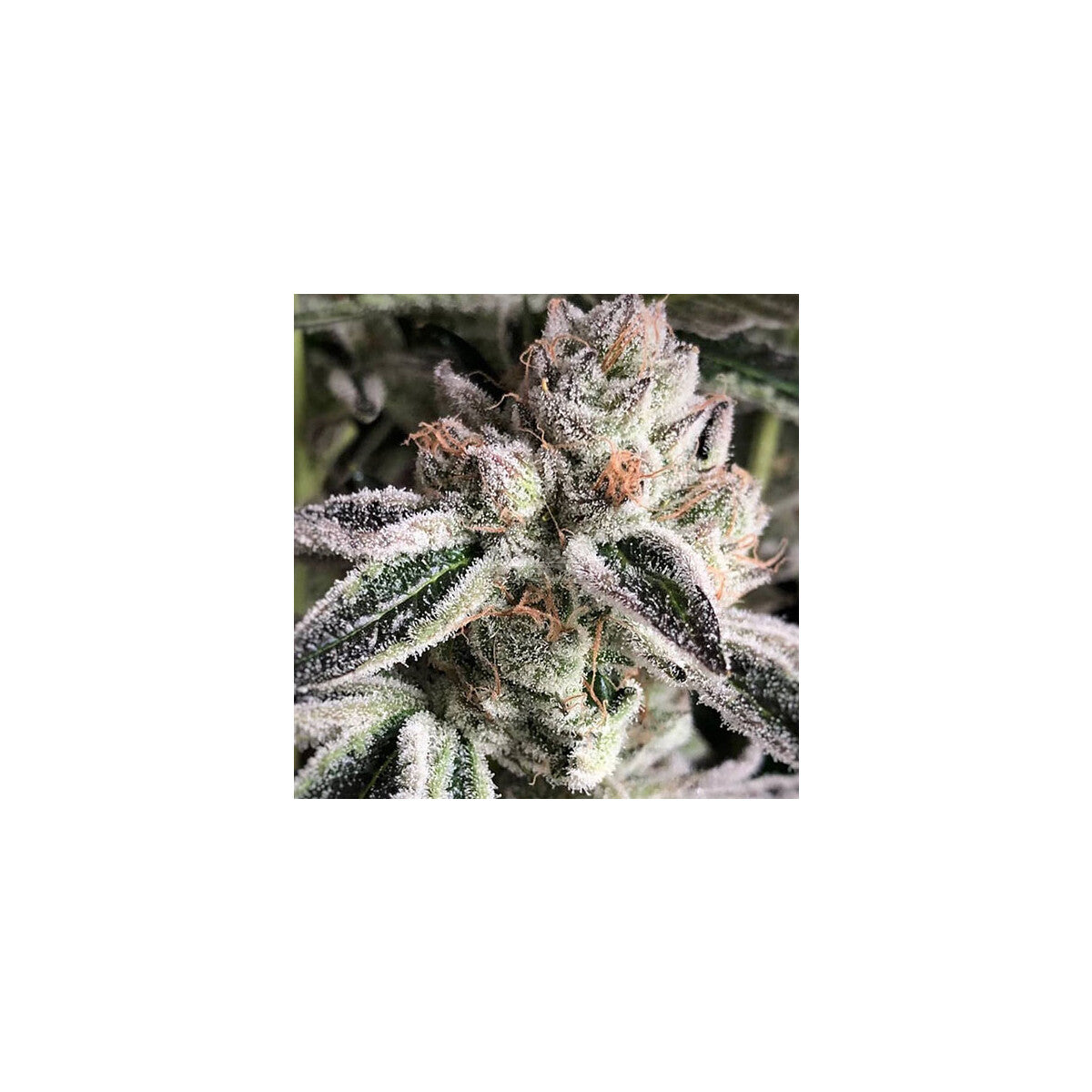 Crescendo RBX1 - Ethos feminisiert 5er Pack
