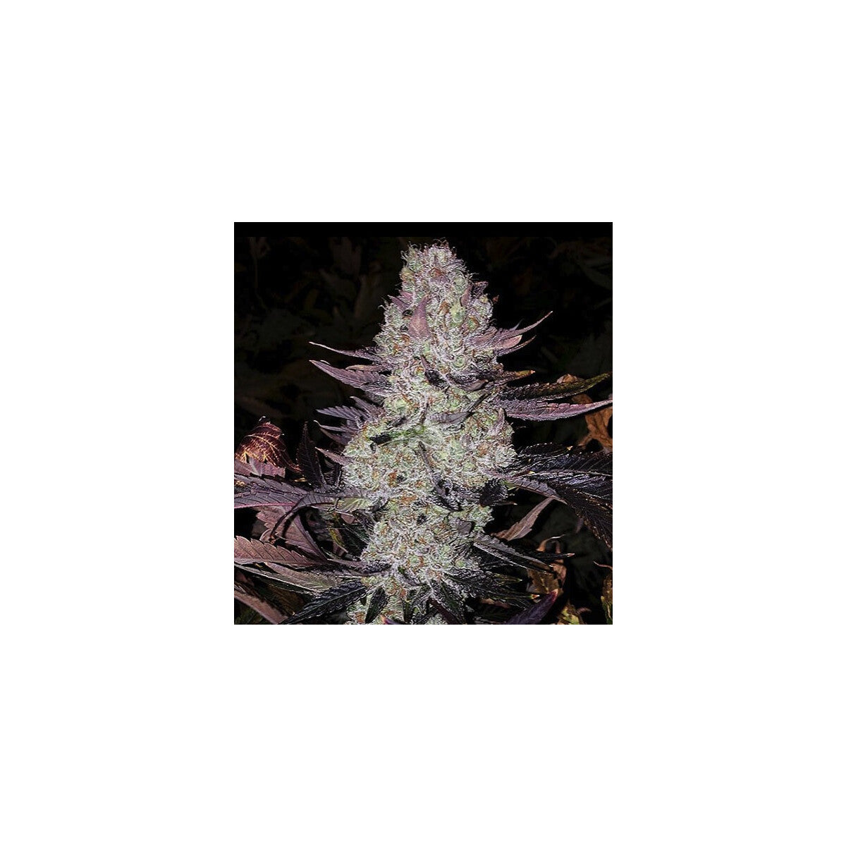 Grape Diamonds R2 - Ethos feminisiert 5er Pack