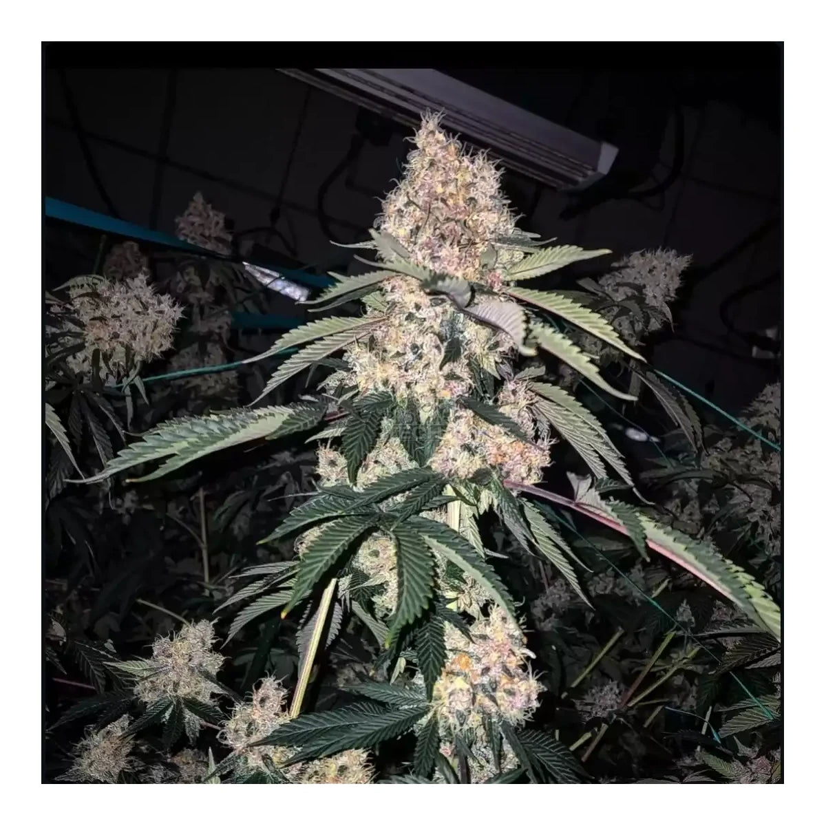 Lemon Whhip Haze IBL Ethos Genetics 3er Pack