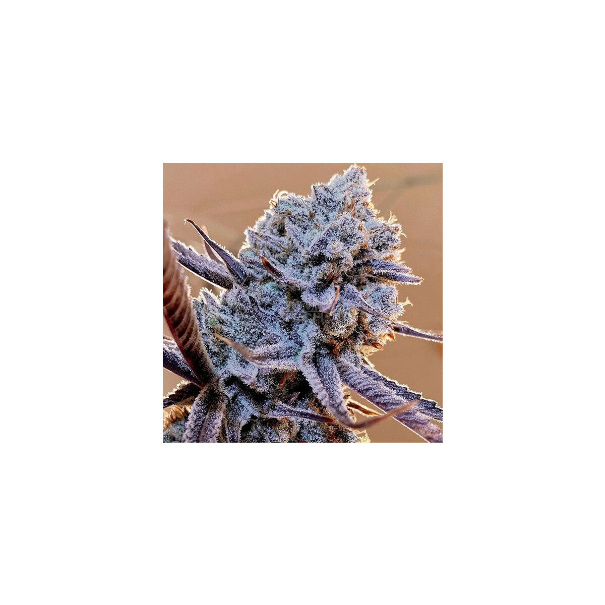 Lilac Diesel RBX2 - Ethos feminisiert 5er Pack