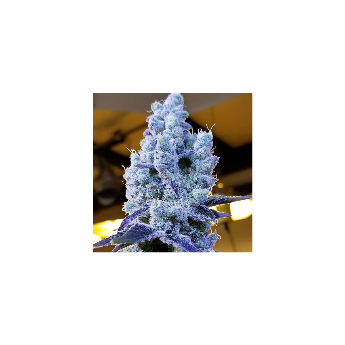 Mandarin Cookies V2 - Ethos feminisiert 5er Pack