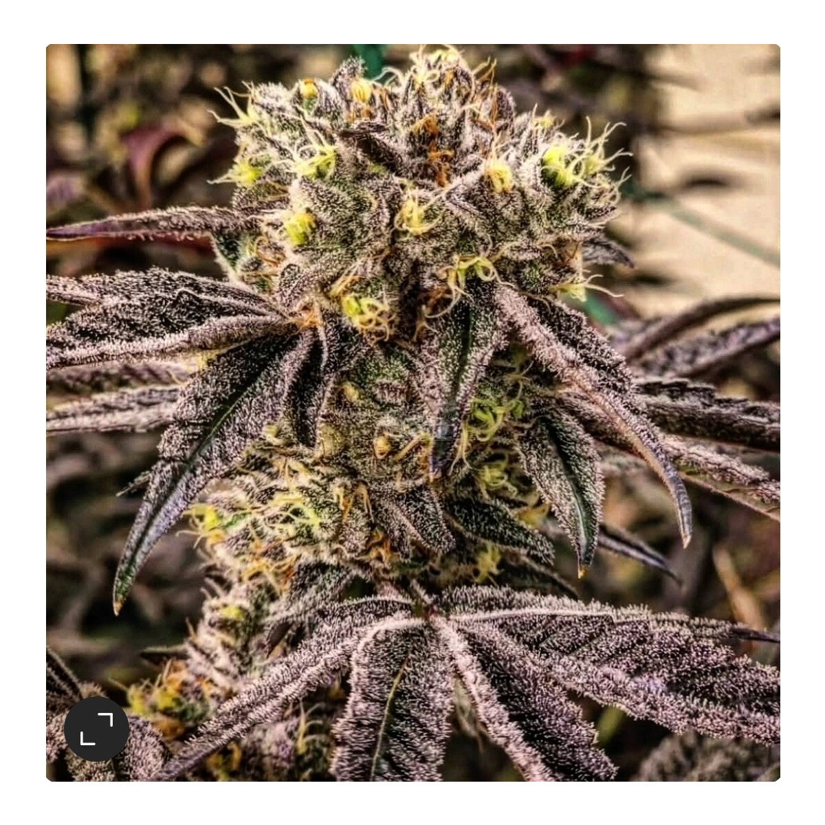 MC Nuggets R1 - Ethos feminisiert 5er Pack