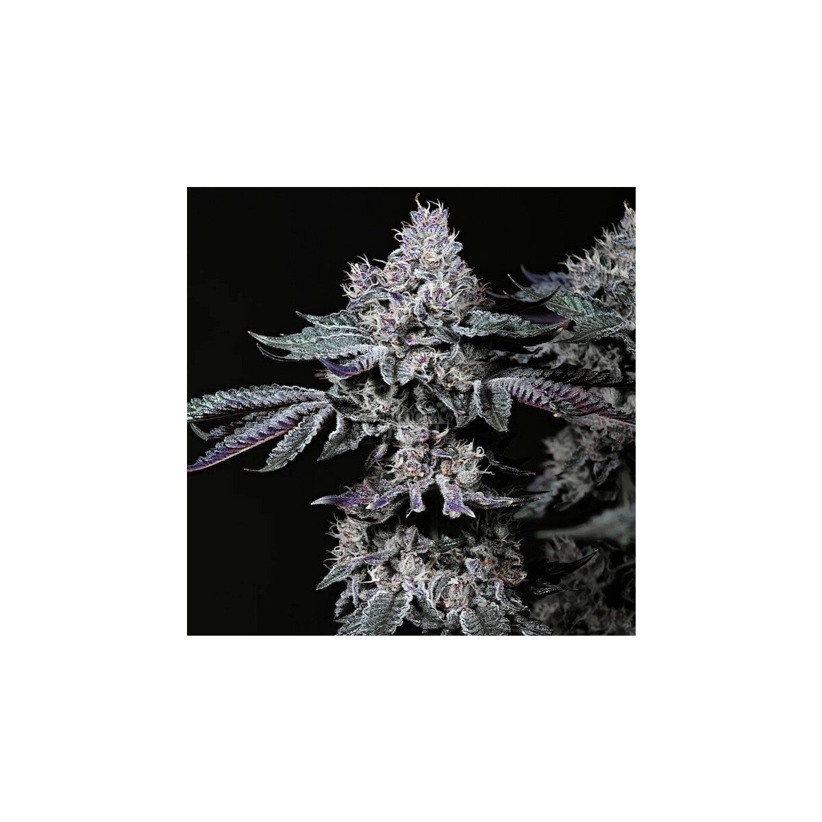 Nuggz R1 - Ethos feminisiert 5er Pack
