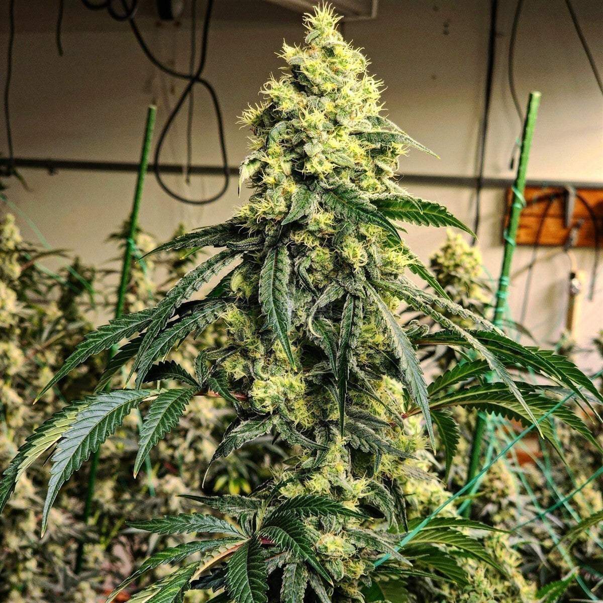 Sour G R1 - Ethos feminisiert 5er Pack