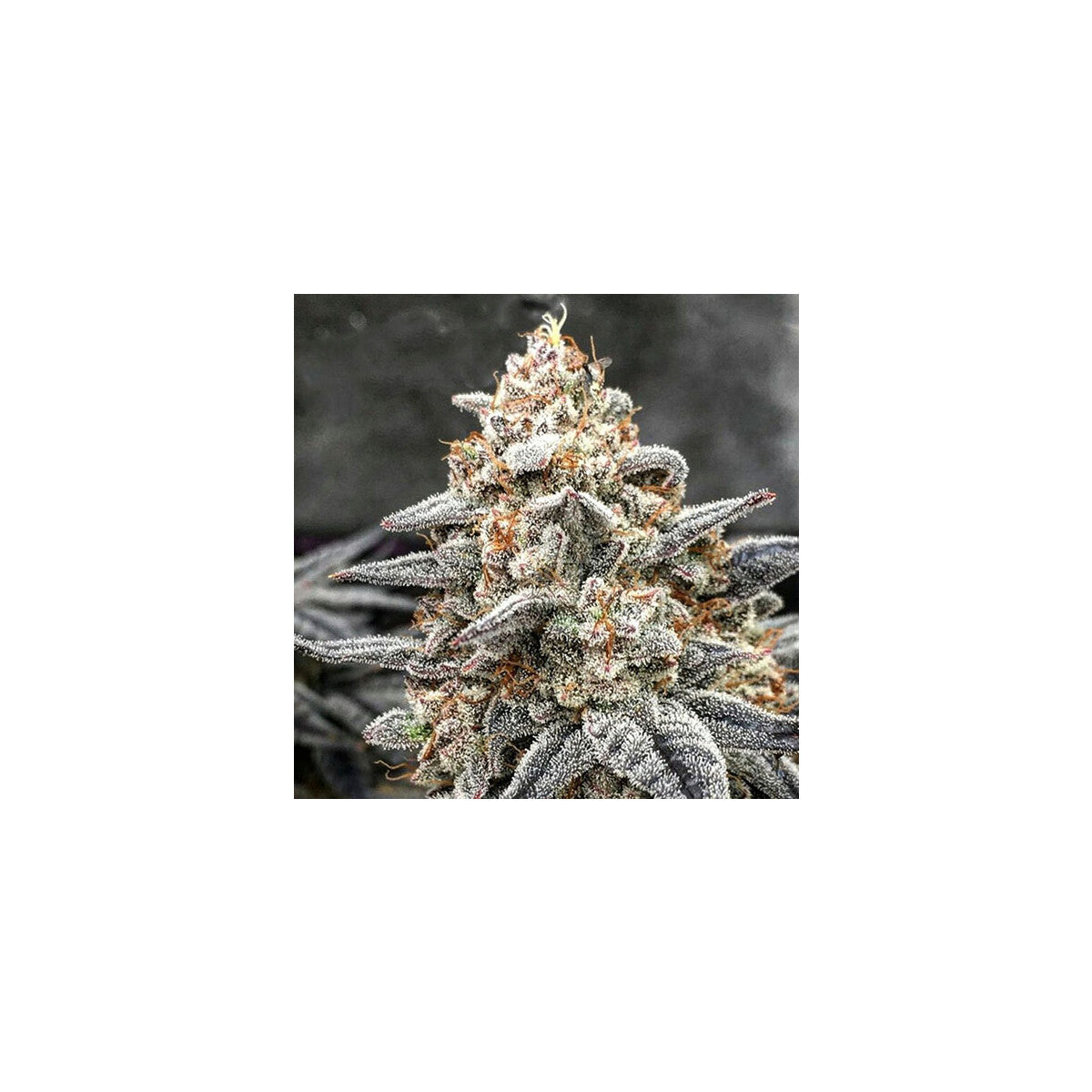 White Wedding RBX1 - Ethos feminisiert 5er Pack