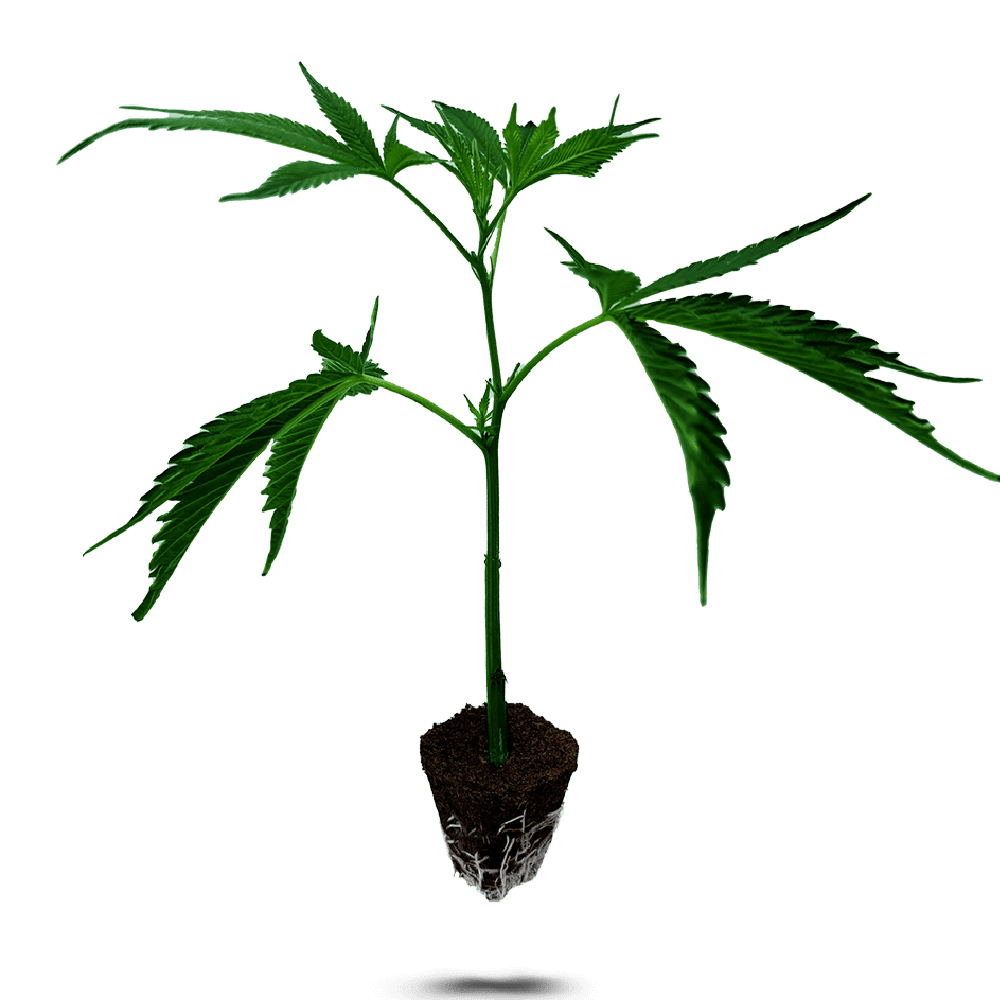 Tangie Land - Zitrus-Hybrid-Steckling