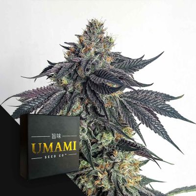 Purple Limeade (6 Samen | Feminisiert) - Umami Seeds