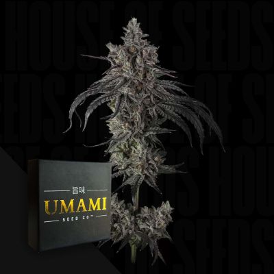 Zoda BX1 (6 Samen | Feminisiert) - Umami Seeds