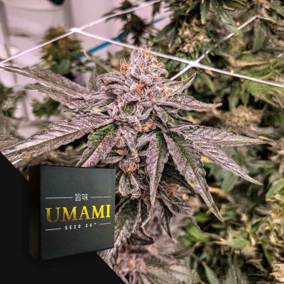 Zeltzer (6 Samen | Feminisiert) - Umami Seeds