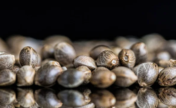 Seeds