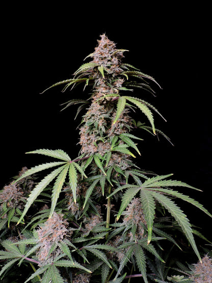 Amnesia Zkittlez Auto