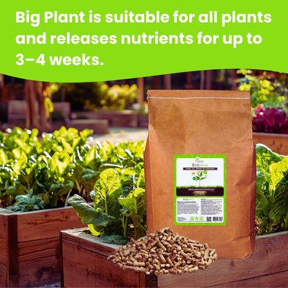 Big Plant Inhaltsstoffe