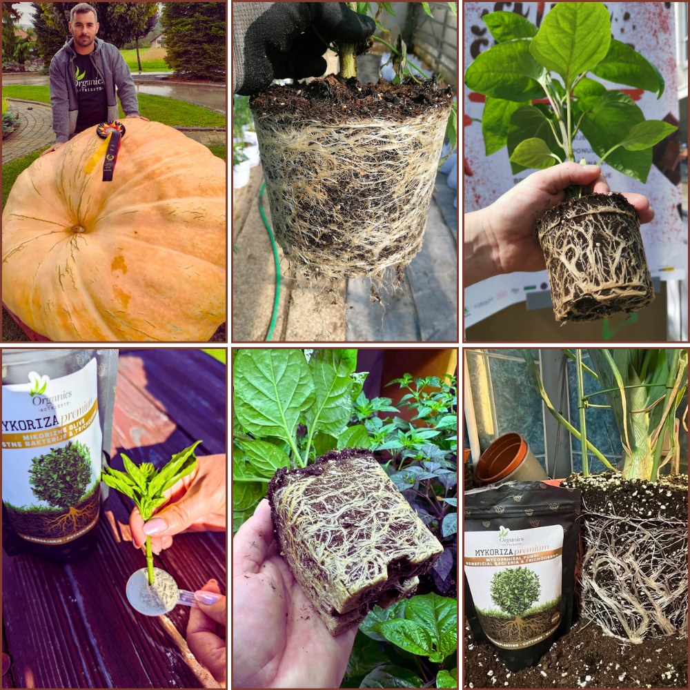 Mykoriza Premium Wurzelentwicklung