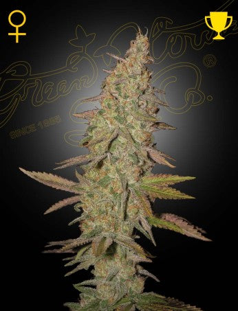 Arjan´s Ultra Haze 1- Green House Seed Company