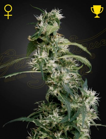 Arjan´s Ultra Haze 2- Green House Seed Company