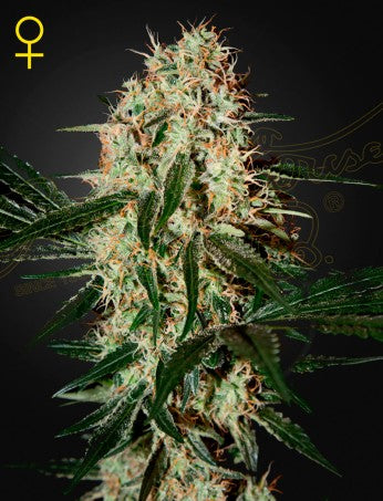 Arjan´s Haze 3- Green House Seed Company