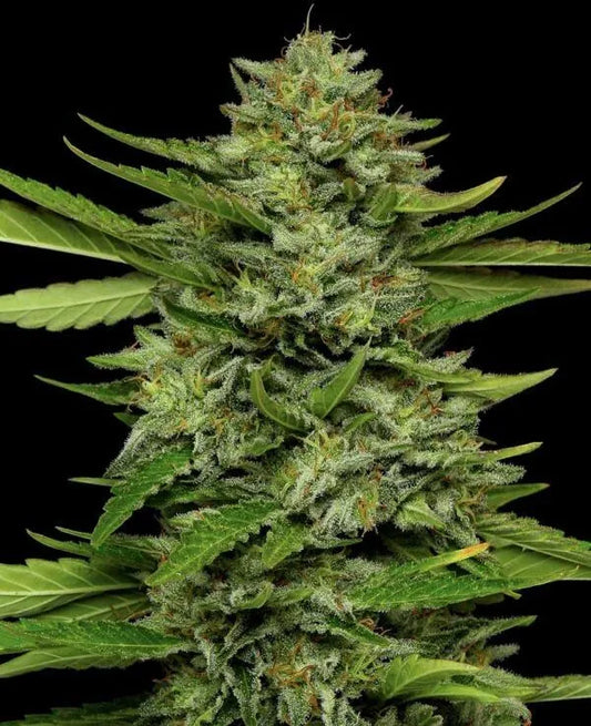 Bigfoot Glue
