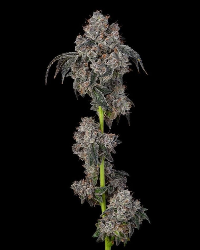 Cookies Blueberry Cherries feminisierte Hanfsamen – Original Seed Pack