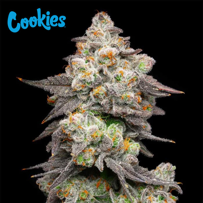 Cookies Acai Grapes feminisierte Hanfsamen – Original Seed Pack