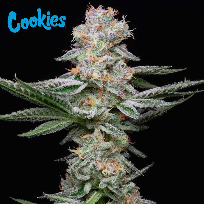 Cookies Grapefruitz feminisierte Hanfsamen – Original Seed Pack